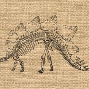 Stegosaurus Dinosaur Skeleton Graphic Image Digital Download Printable Vintage Clip Art for Transfers Printing etc 300dpi No.2189 image 3