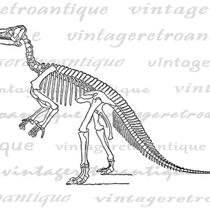 Printable Graphic Dinosaur Skeleton Download Image Digital Illustration ...