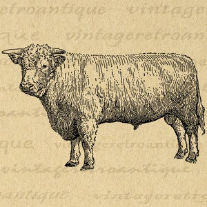 Printable Bull Digital Image Download Antique Bull Cow Illustration Farm Animal Graphic Vintage Clip Art for Transfers 300dpi No.3111