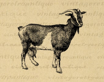 Digital Image Antique Goat Graphic Farm Animal Illustration Download Printable Vintage Goat Clip Art for Transfers etc 300dpi No.488