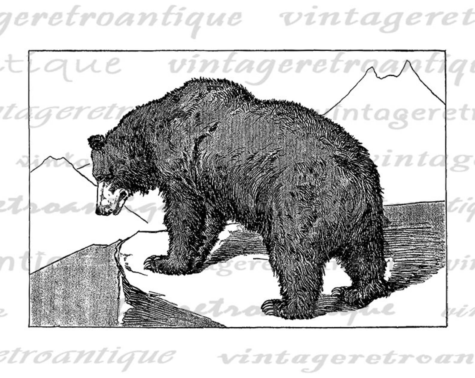 Printable Grizzly Bear Illustration Digital Image Graphic - Etsy