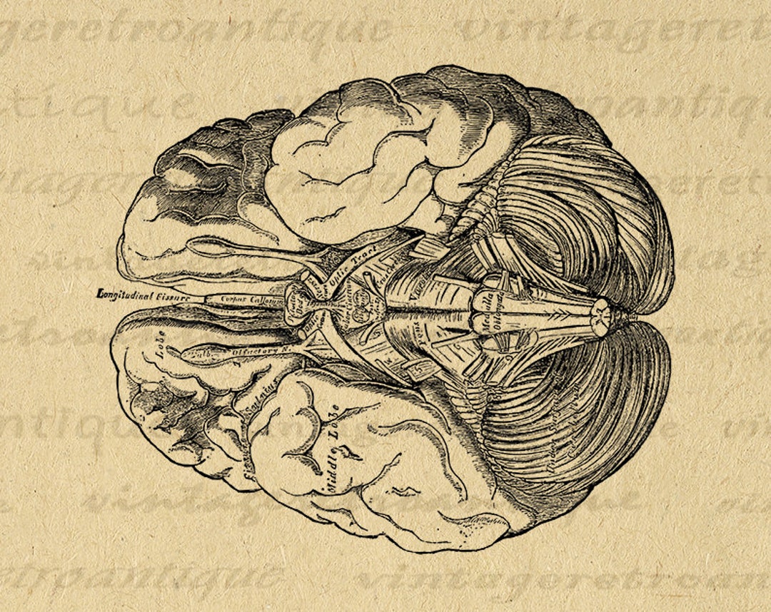 Brain Digital Printable Image Medical Diagram Brain Diagram Graphic Anatomy Download Vintage ...