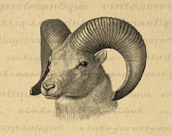 Printable Image Sheep Graphic Ram Horns Digital Image Farm Animal Instant Download Antique Clip Art for Transfers etc 300dpi No.485