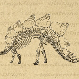 Stegosaurus Dinosaur Skeleton Graphic Image Digital Download Printable Vintage Clip Art for Transfers Printing etc 300dpi No.2189 image 1