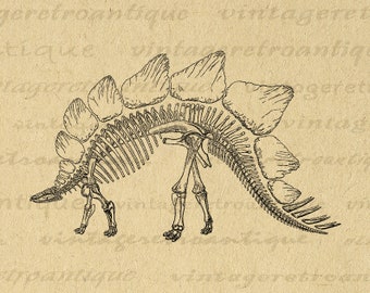 Stegosaurus Dinosaur Skeleton Graphic Image Digital Download Printable Vintage Clip Art for Transfers Printing etc 300dpi No.2189