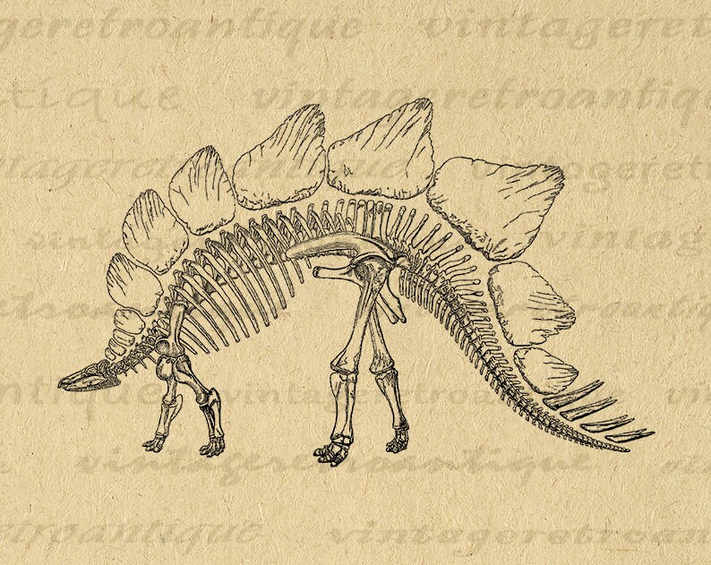 Stegosaurus Dinosaur Skeleton Graphic Image Digital Download Printable Vintage Clip Art for Transfers Printing etc 300dpi No.2189 image 1