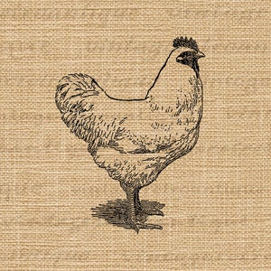 Printable Chicken Digital Image Download Illustration Graphic | Etsy