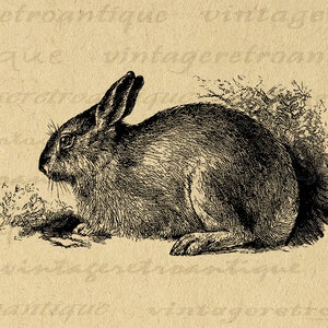 Printable Image Antique Rabbit Download Bunny Illustration Graphic Digital Vintage Clip Art for Transfers Printing etc 300dpi No.3652