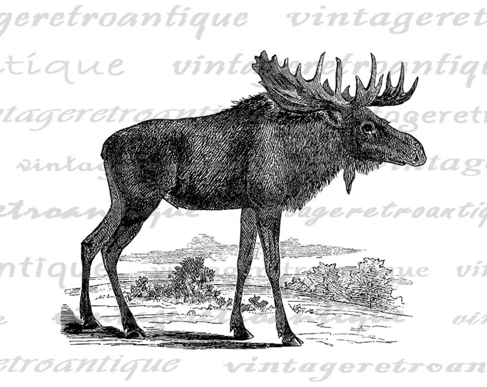 Moose Digital Graphic Printable Image Moose Illustration - Etsy