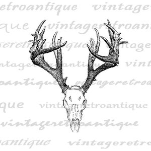 Printable Digital Deer Skull Graphic Antlers Illustration Download Image Vintage Antlers Clip Art for Transfers etc 300dpi No.1248 image 2