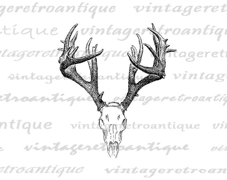 Printable Digital Deer Skull Graphic Antlers Illustration Download Image Vintage Antlers Clip Art for Transfers etc 300dpi No.1248 image 2