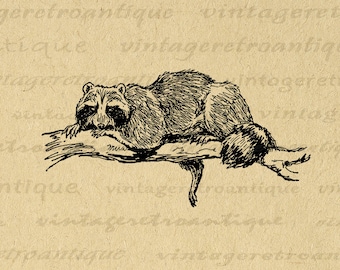 Antique Raccoon Illustration Printable Graphic Digital Download Image Vintage Animal Clip Art for Transfers Printing etc 300dpi No.336