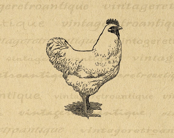 Printable Chicken Digital Image Download Illustration Graphic | Etsy