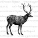 Digital Image Elk Deer Animal Printable Deer Antlers Graphic - Etsy