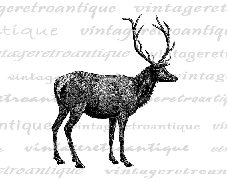 Digital Image Elk Deer Animal Printable Deer Antlers Graphic - Etsy