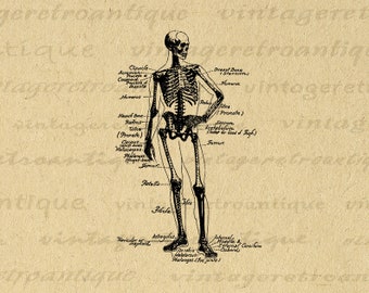 Human Skeleton Diagram Digital Printable Skeleton Image Medical Anatomy Halloween Graphic Illustration Antique Clip Art 300dpi No.3859