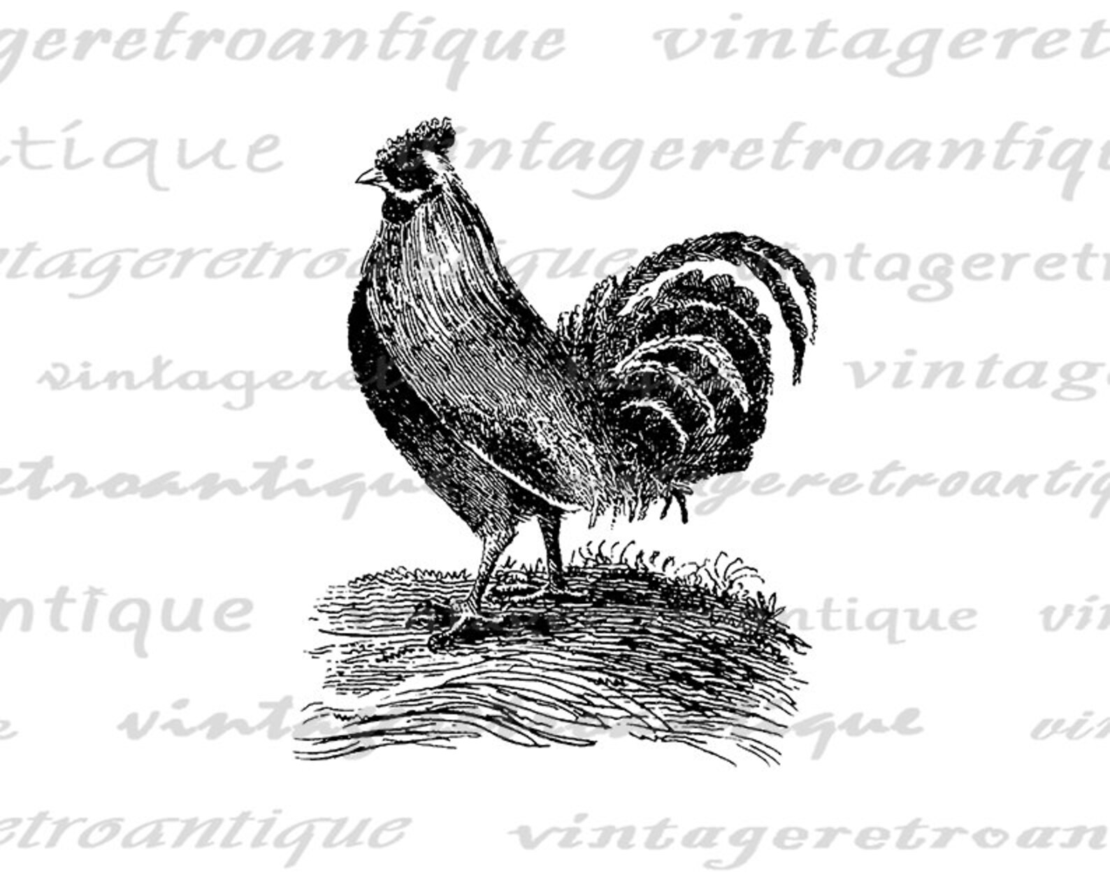 Printable Antique Rooster Image Instant Download Illustration | Etsy
