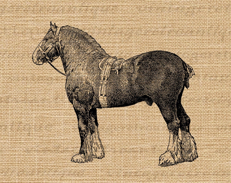 Clydesdale Horse Graphic Printable Farm Animal Illustration | Etsy