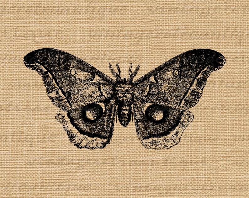 K&ouml;nnte beinhalten: Eine Schwarzwei&szlig;illustration eines Nachtfalters mit gro&szlig;en Fl&uuml;geln und markanten Augenflecken. Der Nachtfalter ist auf einem strukturierten braunen Hintergrund dargestellt.