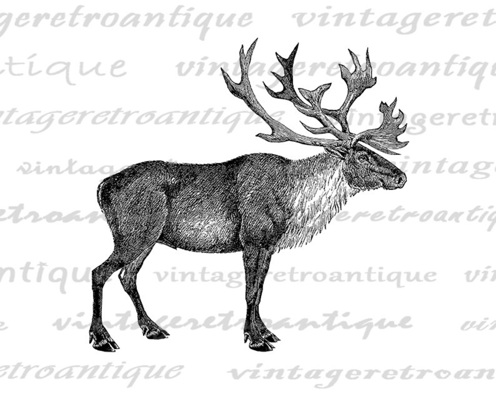 Printable Caribou Digital Image Graphic Download Artwork - Etsy