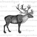 Printable Caribou Digital Image Graphic Download Artwork - Etsy