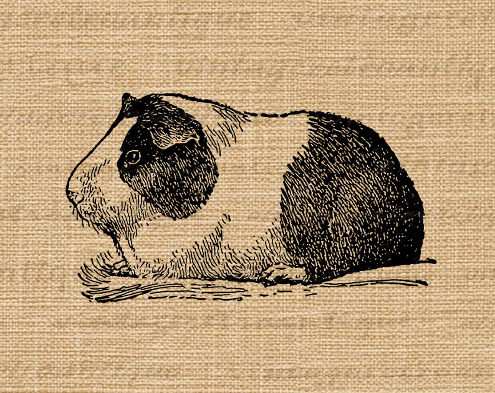 Printable Pet Guinea Pig Image Digital Illustration Download | Etsy