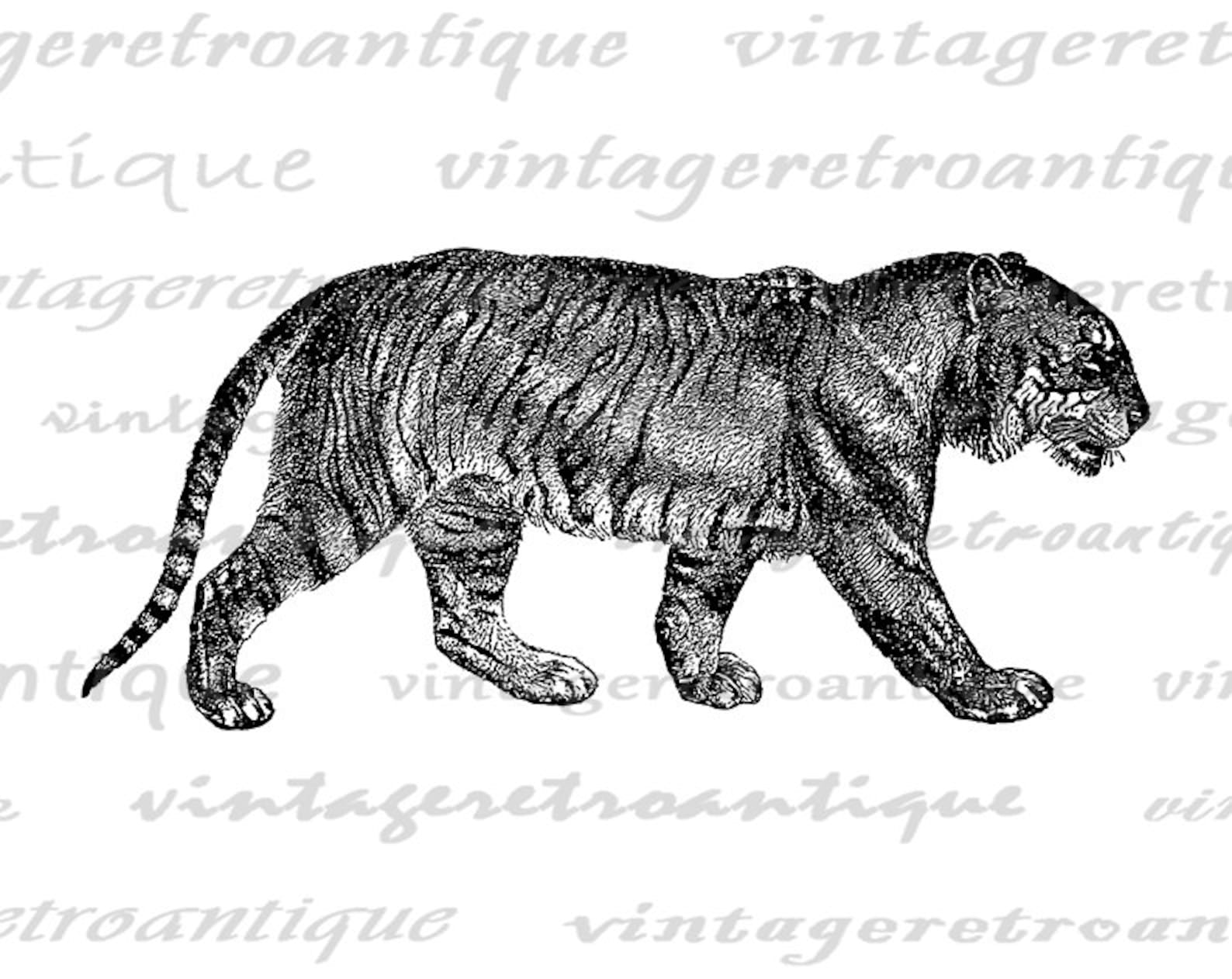 Printable Image Bengal Tiger Digital Download Illustration - Etsy