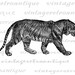 Printable Image Bengal Tiger Digital Download Illustration Graphic ...