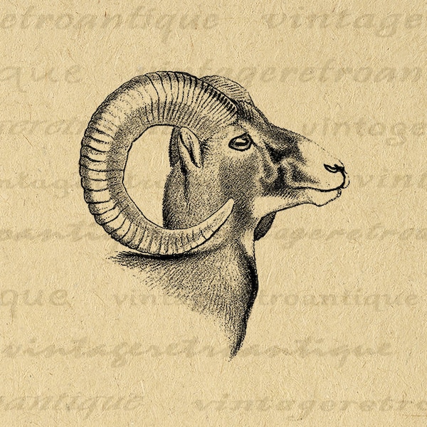 Digital Graphic Bighorn Sheep Ram with Horns Illustration Animal Art Printable Image Vintage Clip Art for Transfers etc 300dpi No.470