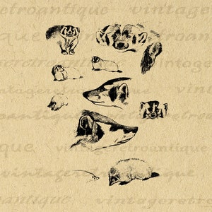 Badger Collection Digital Image Printable Graphic Animal Collage Sheet Antique Vintage Clip Art for Transfers Printing etc No.1181 image 1