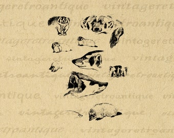 Badger Collection Digital Image Printable Graphic Animal Collage Sheet Antique Vintage Clip Art for Transfers Printing etc No.1181