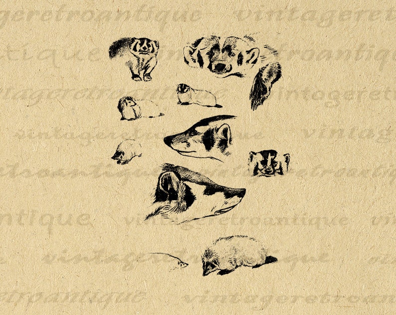 Badger Collection Digital Image Printable Graphic Animal Collage Sheet Antique Vintage Clip Art for Transfers Printing etc No.1181 image 1