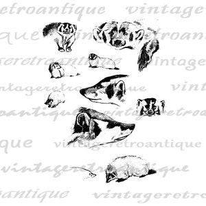 Badger Collection Digital Image Printable Graphic Animal Collage Sheet Antique Vintage Clip Art for Transfers Printing etc No.1181 image 2