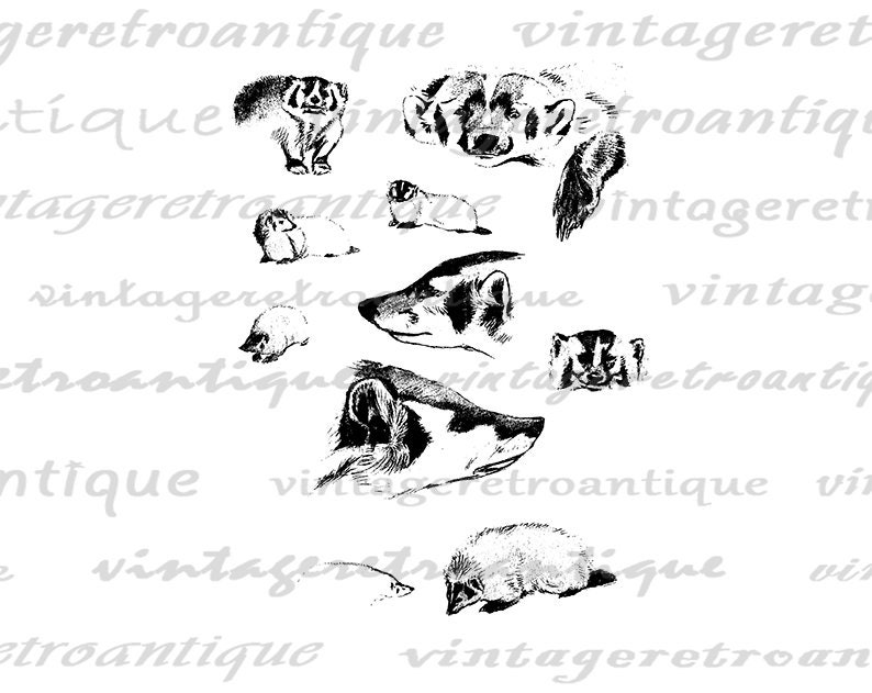 Badger Collection Digital Image Printable Graphic Animal Collage Sheet Antique Vintage Clip Art for Transfers Printing etc No.1181 image 2