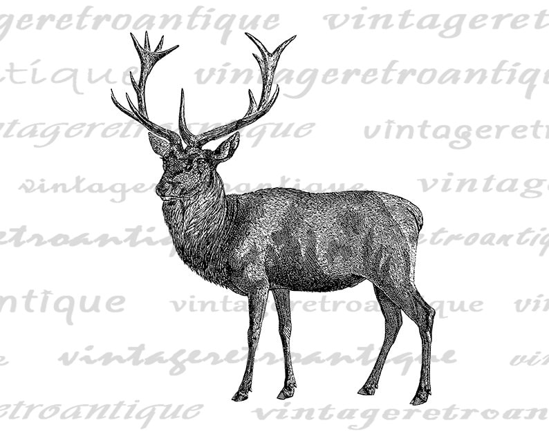 Printable Digital Red Deer Graphic Download Deer Illustration - Etsy
