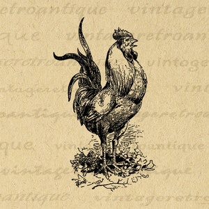Printable Rooster Digital Image Chicken Graphic Download Bird Illustration Vintage Farm Animal Clip Art for Transfers etc No.3487