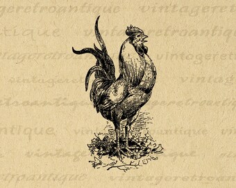 Coq imprimable Image numérique poulet graphique télécharger oiseau Illustration vintage ferme Animal Clip Art pour les transferts etc No.3487