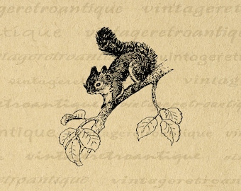 Printable Little Squirrel Image Digital Graphic Download Artwork Antique Clip Art for Iron on Transfers Printing etc 300dpi No.2120