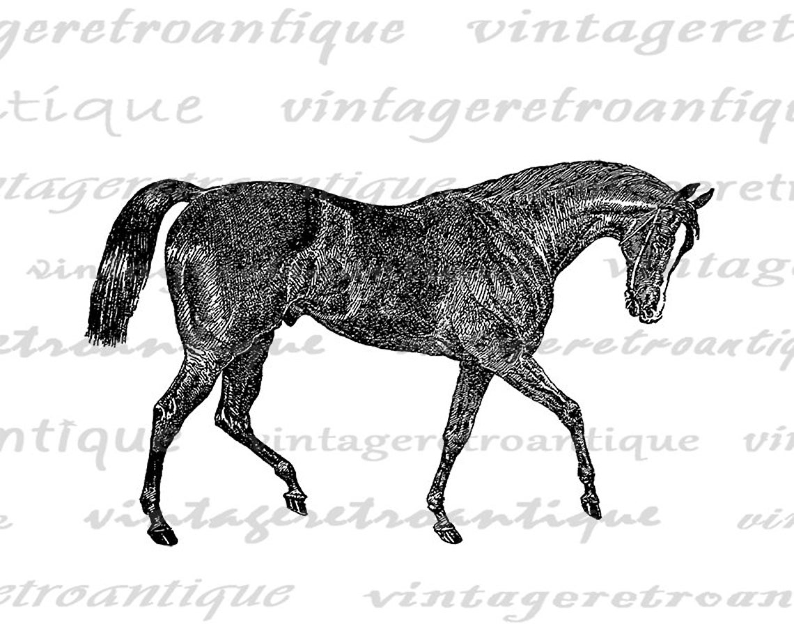Antique Horse Digital Image Printable Horse Illustration - Etsy