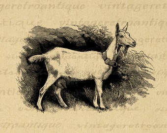 Goat Printable Graphic Download Antique Goat Illustration Digital Farm Animal Image Clip Art for Iron on Transfers etc 300dpi No.473