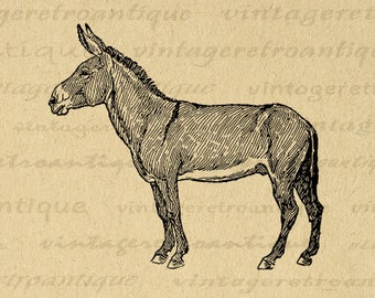 Donkey Graphic Digital Printable Horse Image Download Illustration Vintage Clip Art for Iron on Transfers Printing etc 300dpi No.3090