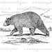 Digital Printable Black Bear Download Blackbear Graphic Image Antique ...