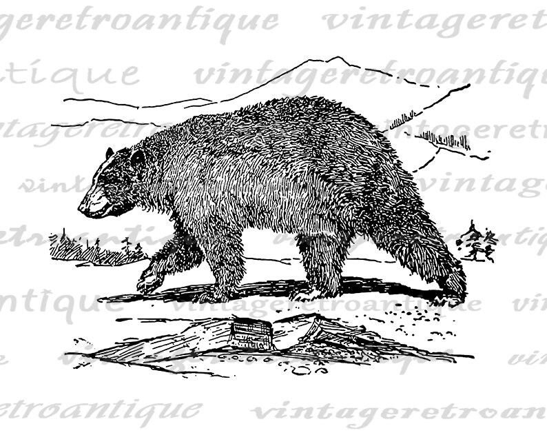 Digital Printable Black Bear Download Blackbear Graphic Image - Etsy