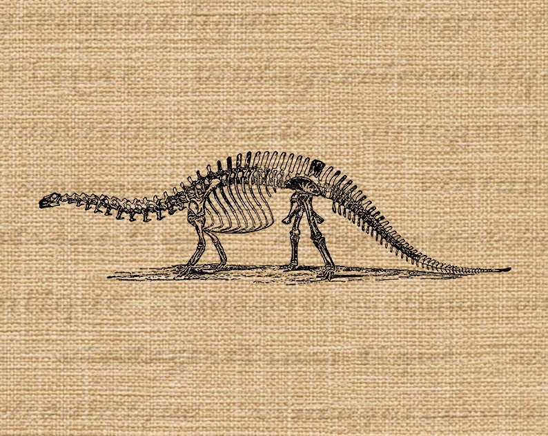 Brontosaurus Dinosaur Skeleton Printable Digital Graphic Image Download Vintage Clip Art for Transfers Prints etc 300dpi No.2728 image 3