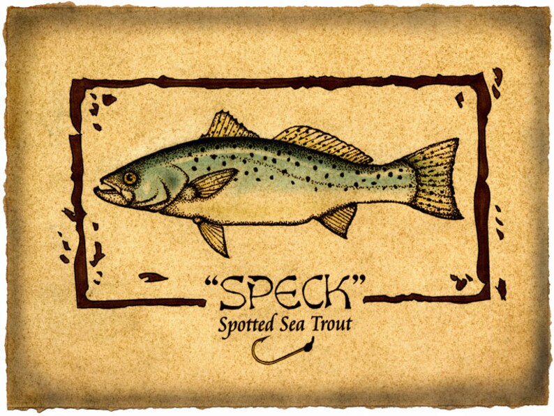 Fish Art Saltwater Fish Spotted Sea Trout Sport Fishing Inshore Fishing Fishing Speckled Trout Art Print 11x14 Fish Prints Speck