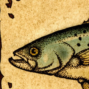 Speckled Trout Art Print 11x14, Spotted Sea Trout, Fish Prints, Fish Art, Saltwater Fish, Fishing, Speck, Inshore Fishing, Sport Fishing