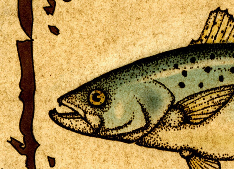 Fish Art Saltwater Fish Spotted Sea Trout Sport Fishing Inshore Fishing Fishing Speckled Trout Art Print 11x14 Fish Prints Speck