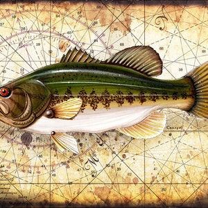 Hand getekende Fish Art 9x12 +, Fish Prints - Largemouth Bass - Spotted Bass - Bass Fishing - Lakehouse Art - Vissen - Oude kaarten en prints, kunst