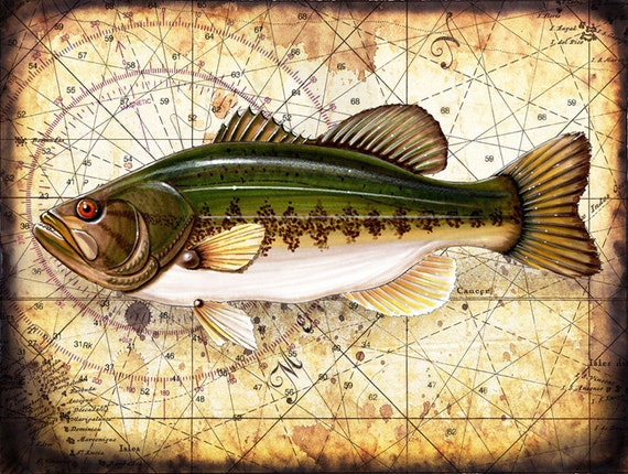 Hand Drawn Fish Art 9x12 Fish Prints Largemouth Bass Etsy