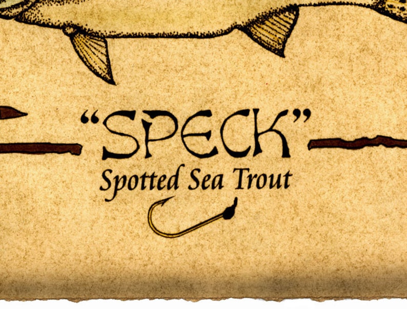 Fish Art Saltwater Fish Spotted Sea Trout Sport Fishing Inshore Fishing Fishing Speckled Trout Art Print 11x14 Fish Prints Speck